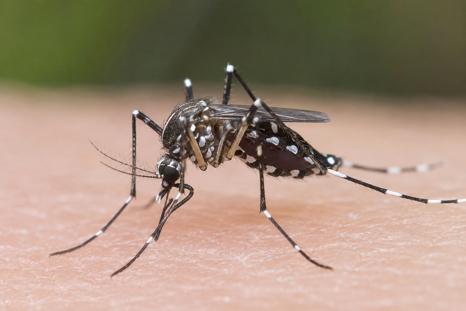 Close-up of an Aedes mosquito on skin