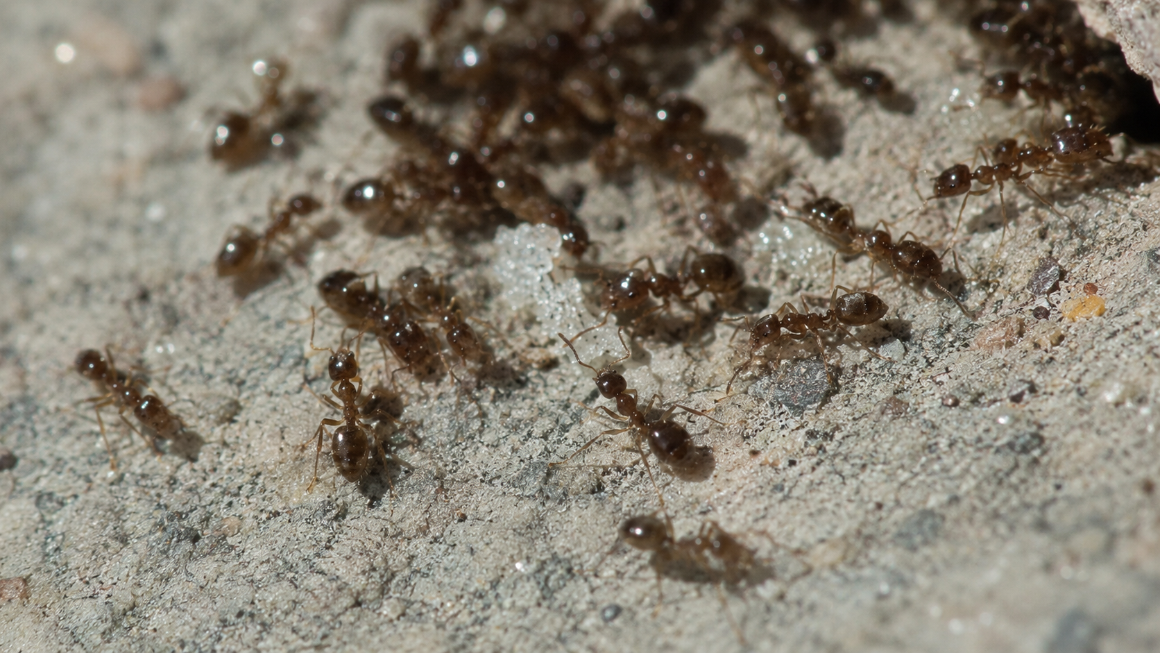 Argentine ants swarming on a concrete surface