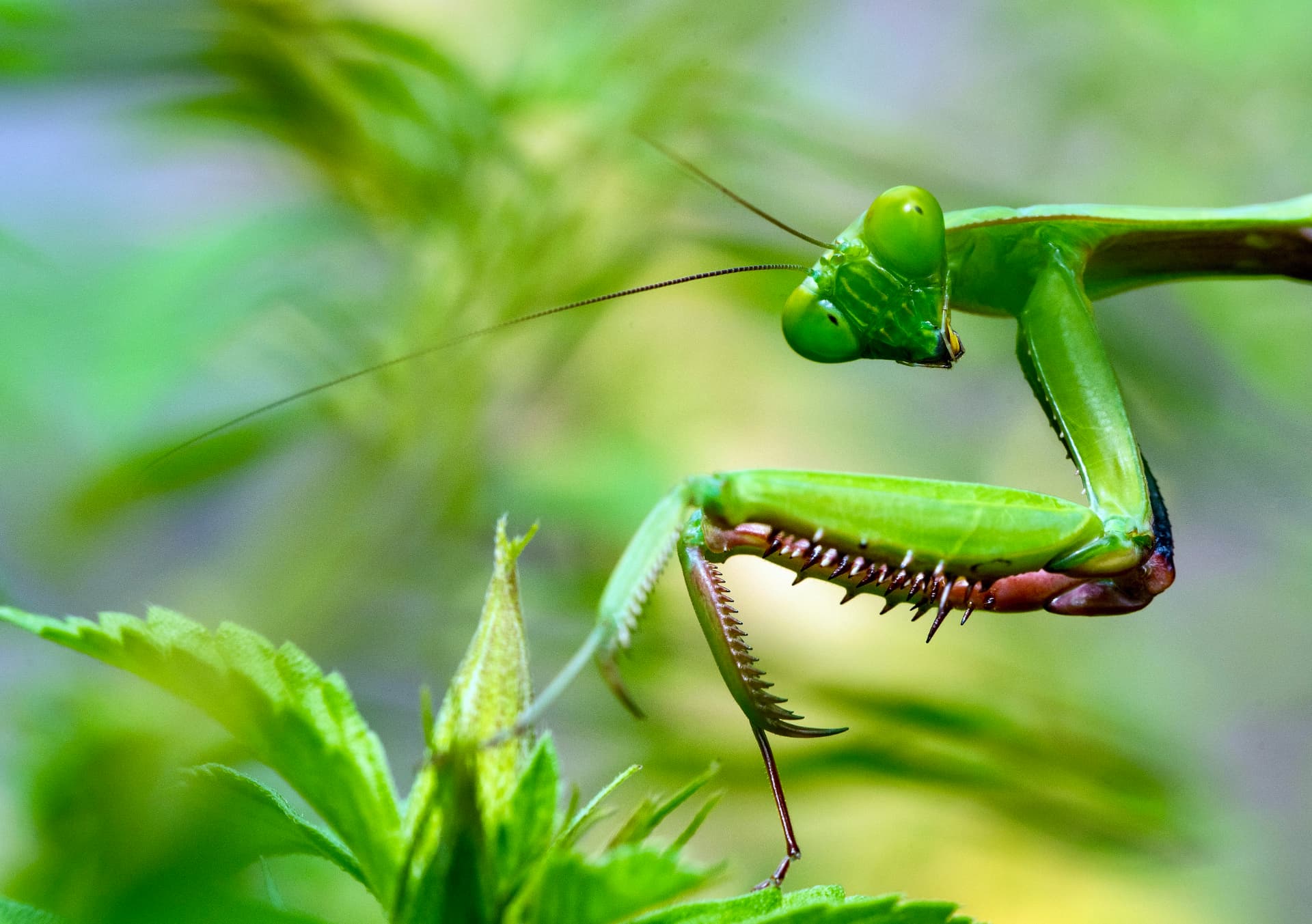 Close-up of a green praying mantis perched on a plant, a beneficial predator in Southern California yards