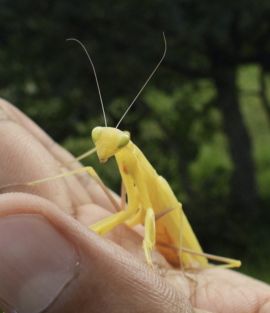 Praying mantis with distinctive folded front legs