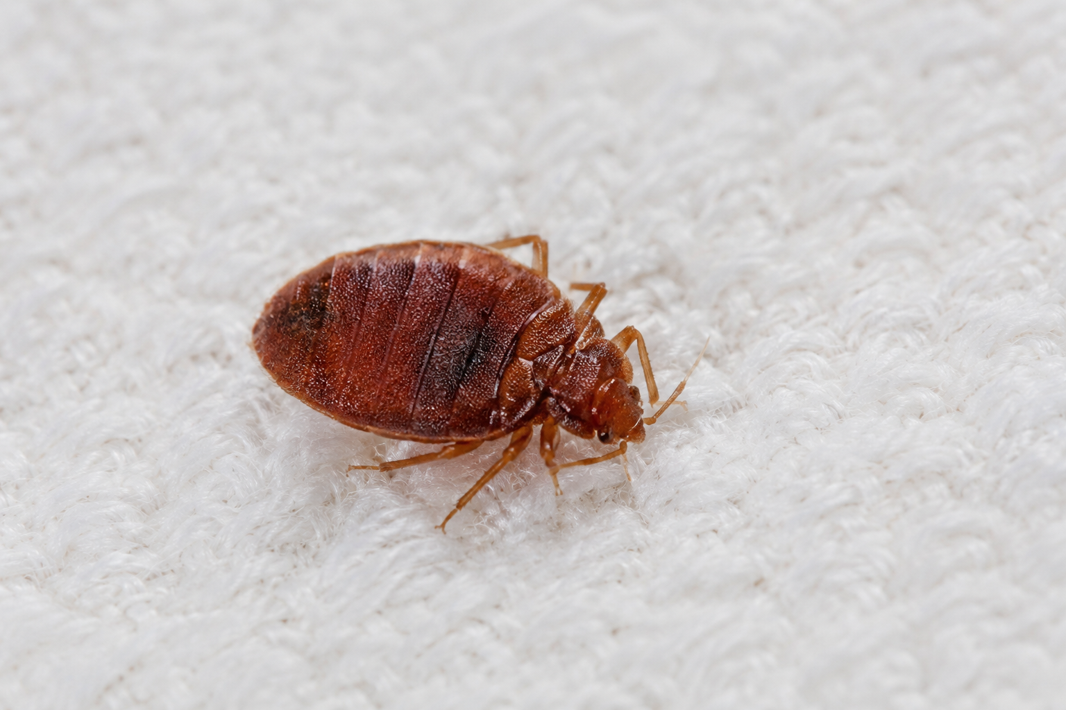 Close-up of a bed bug on fabric