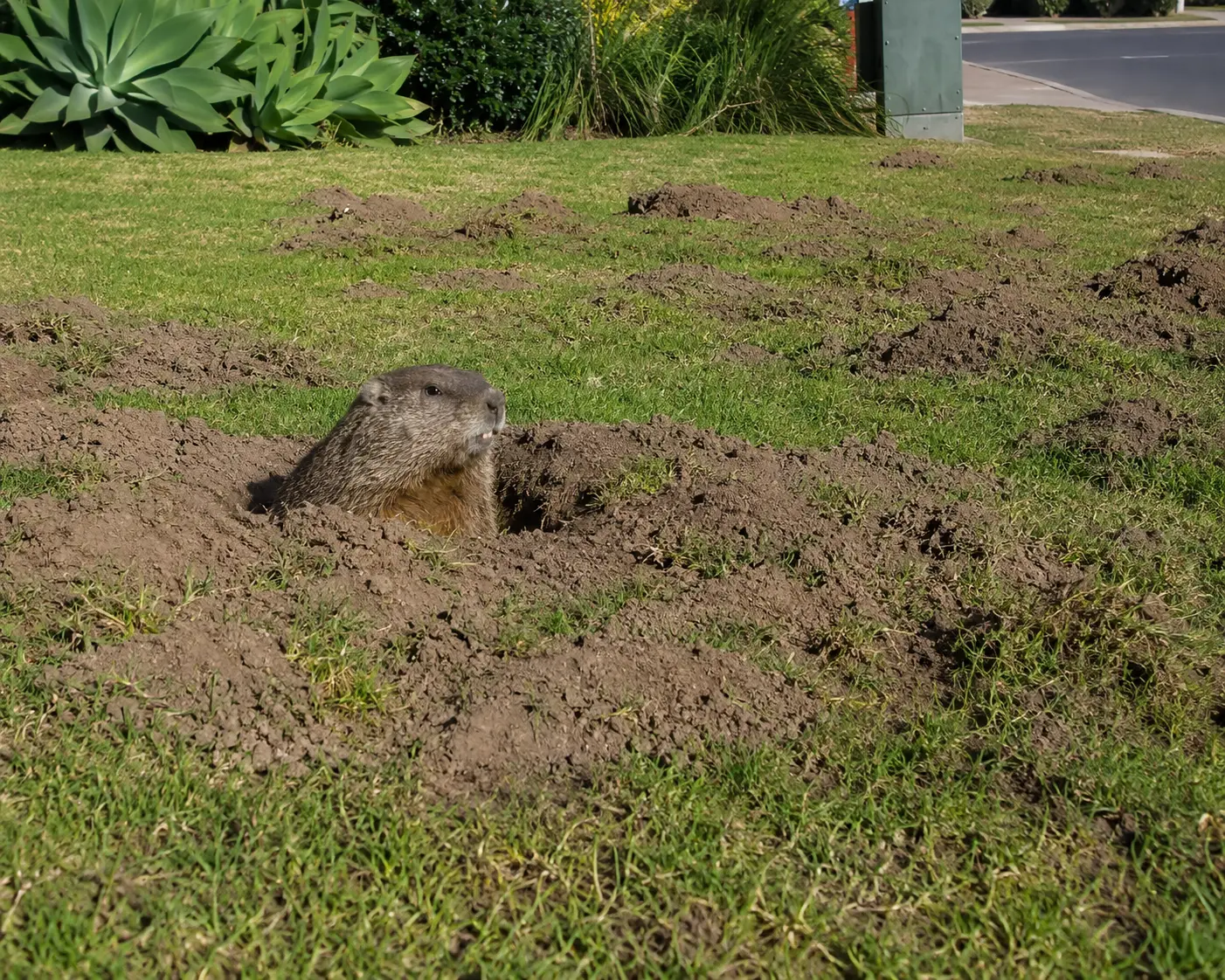 A gopher emerging from a fresh dirt mound in a damaged San Diego lawn
