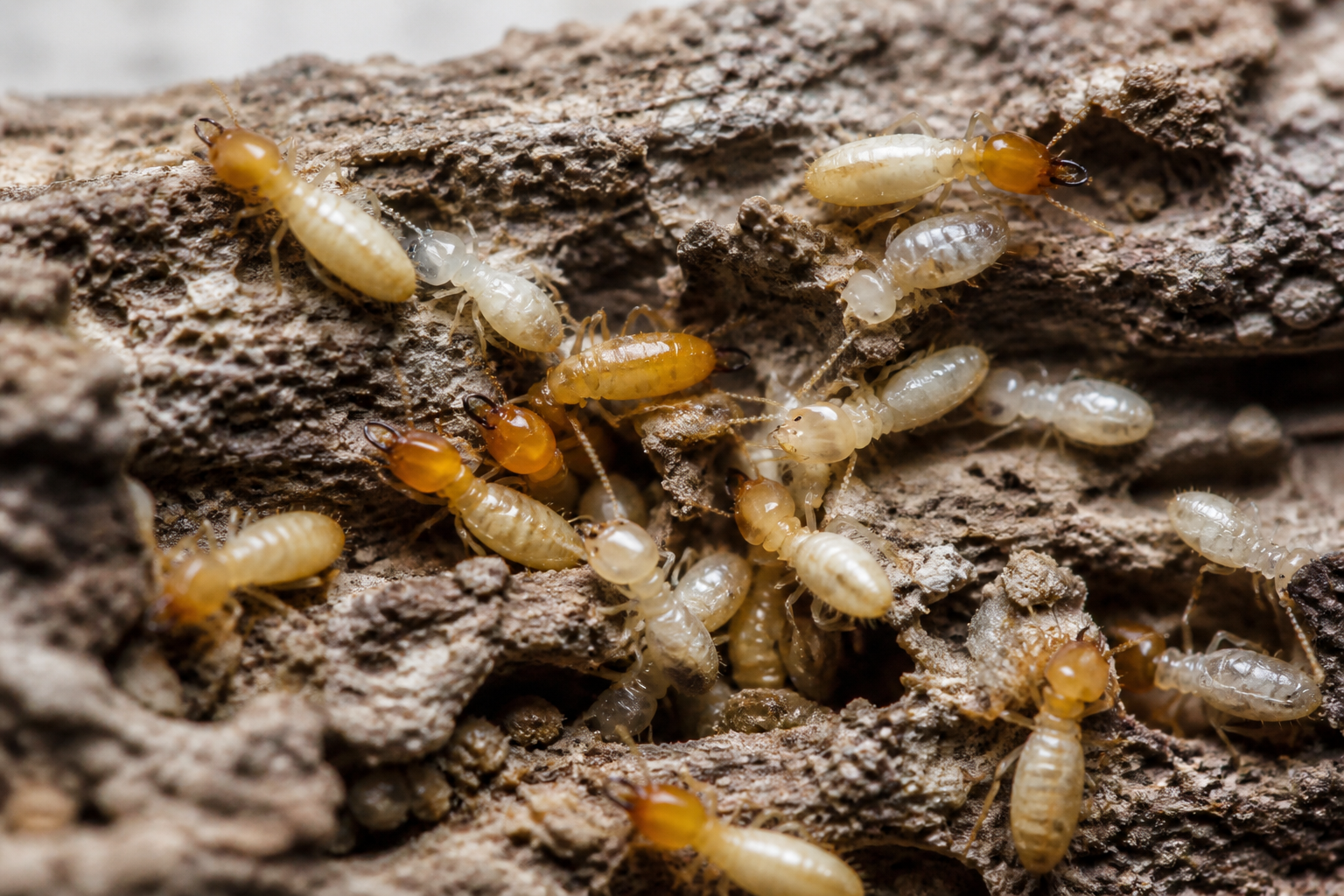 Termite feeding on structural wood
