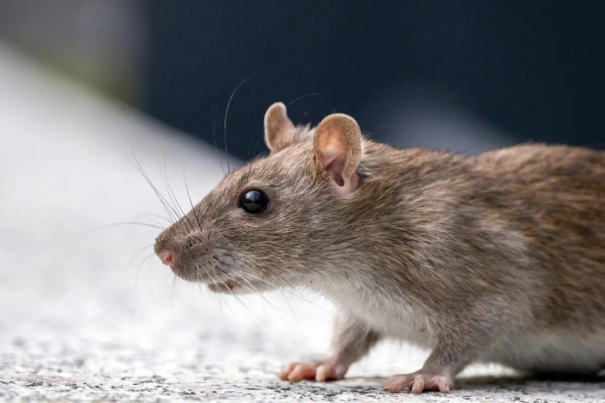 Everything You Need To Know About Norwegian Rats In San Diego - BITE ...