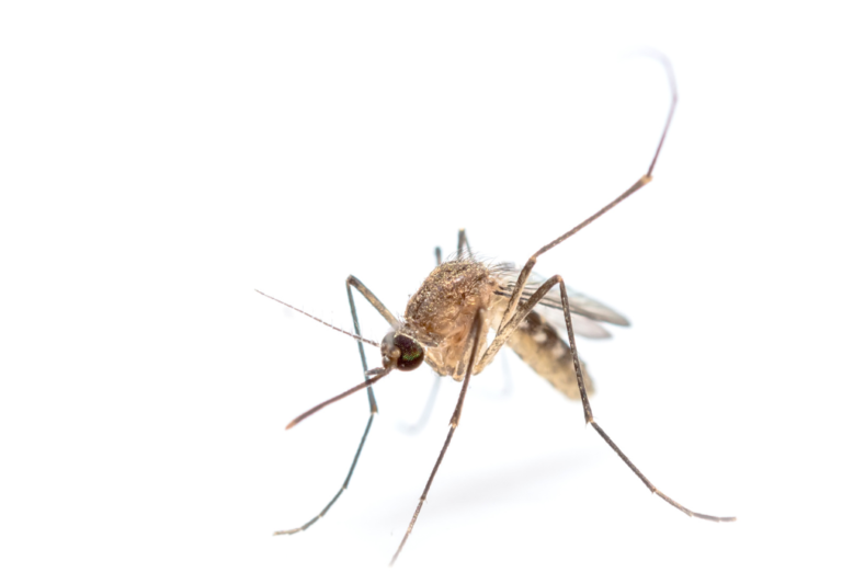 Mosquitoes In San Diego An AllInclusive Prevention And Control Guide