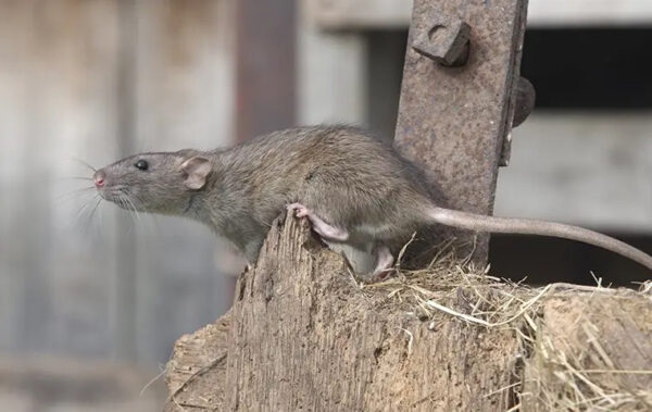 Everything You Need To Know About Norwegian Rats In San Diego - BITE ...