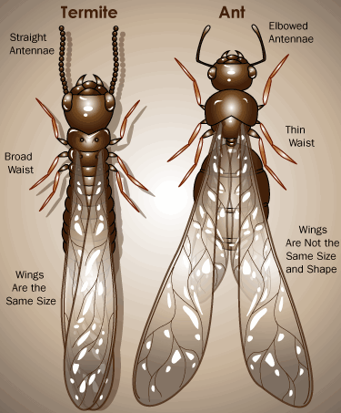 Ants vs. Termites